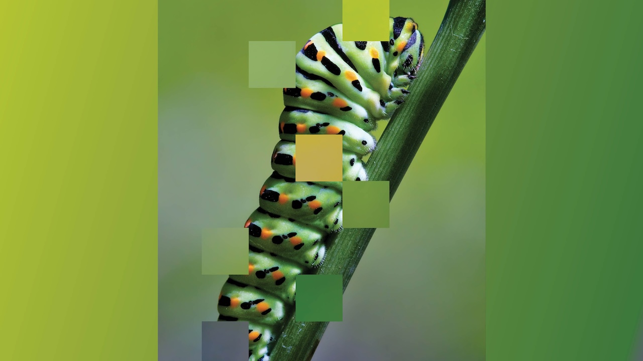 A photo of a caterpillar on a branch, with square-shaped holes overlayed
