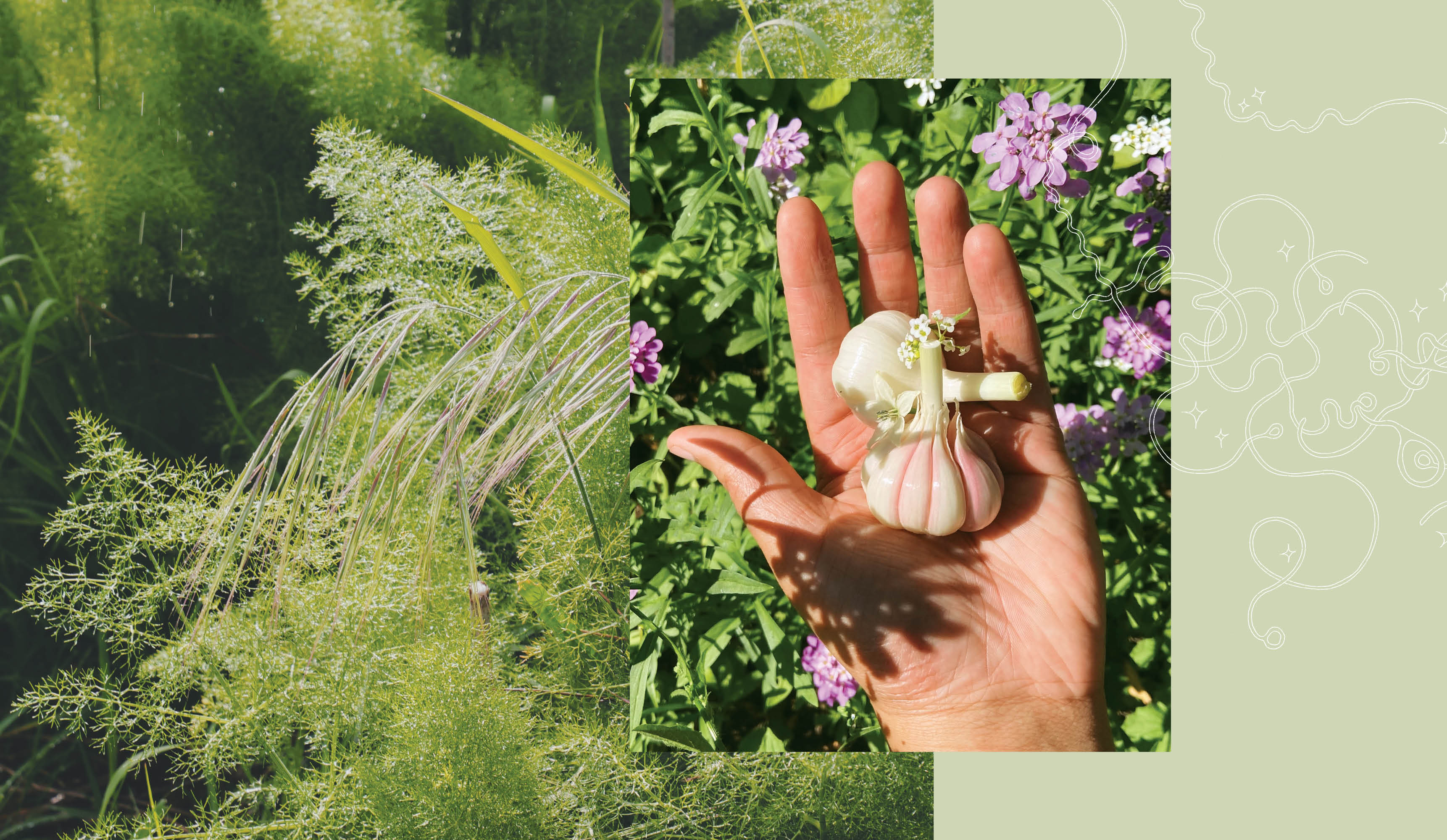 A collage of photos and drawn lines, showing plants growing in the wild and garlic cloves in an open palm