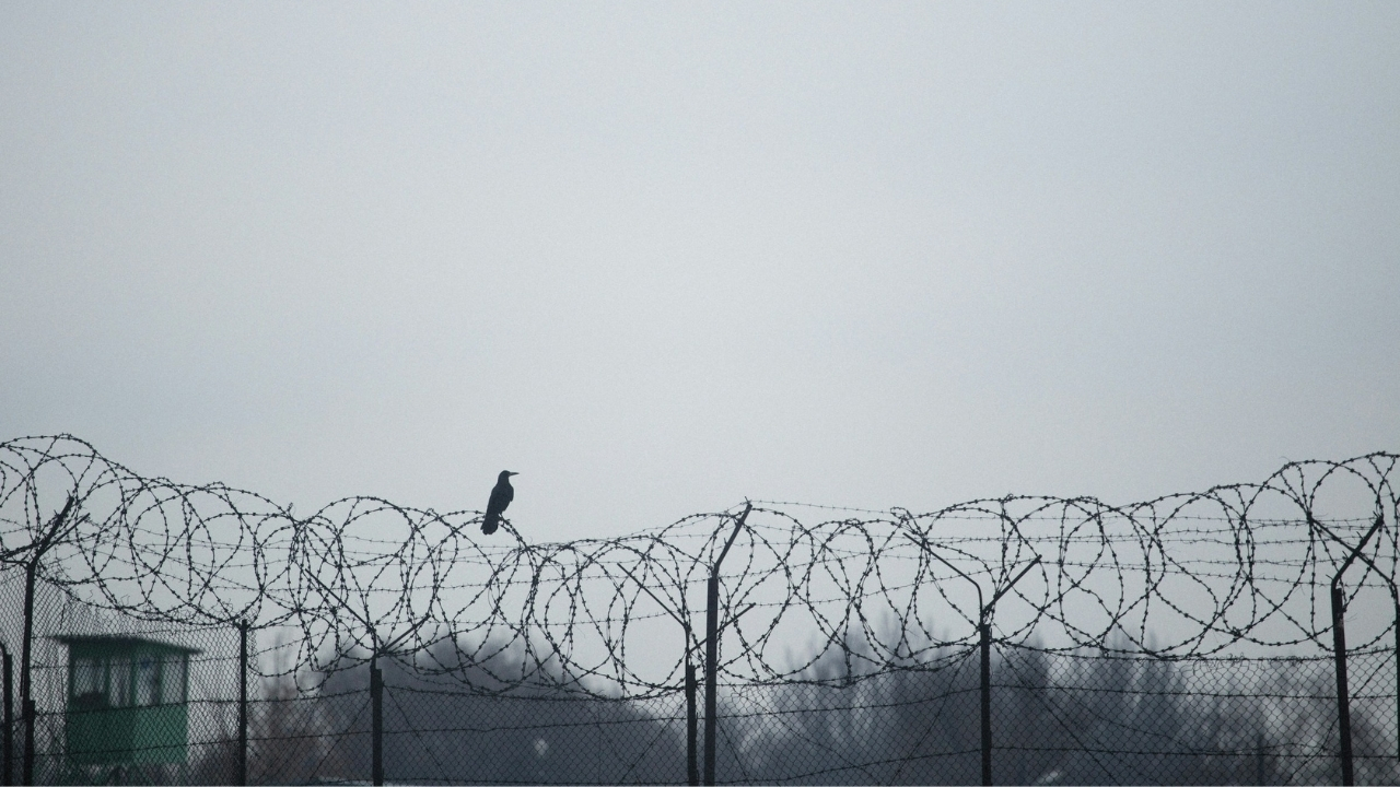 A bird resting on barbed wire