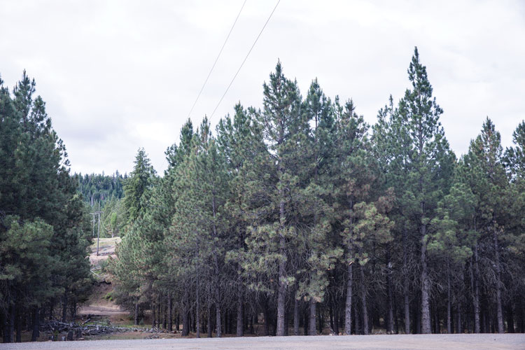 A stand of pine trees with a clearing cut through and power lines running down the center
